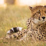 Cheetah 1