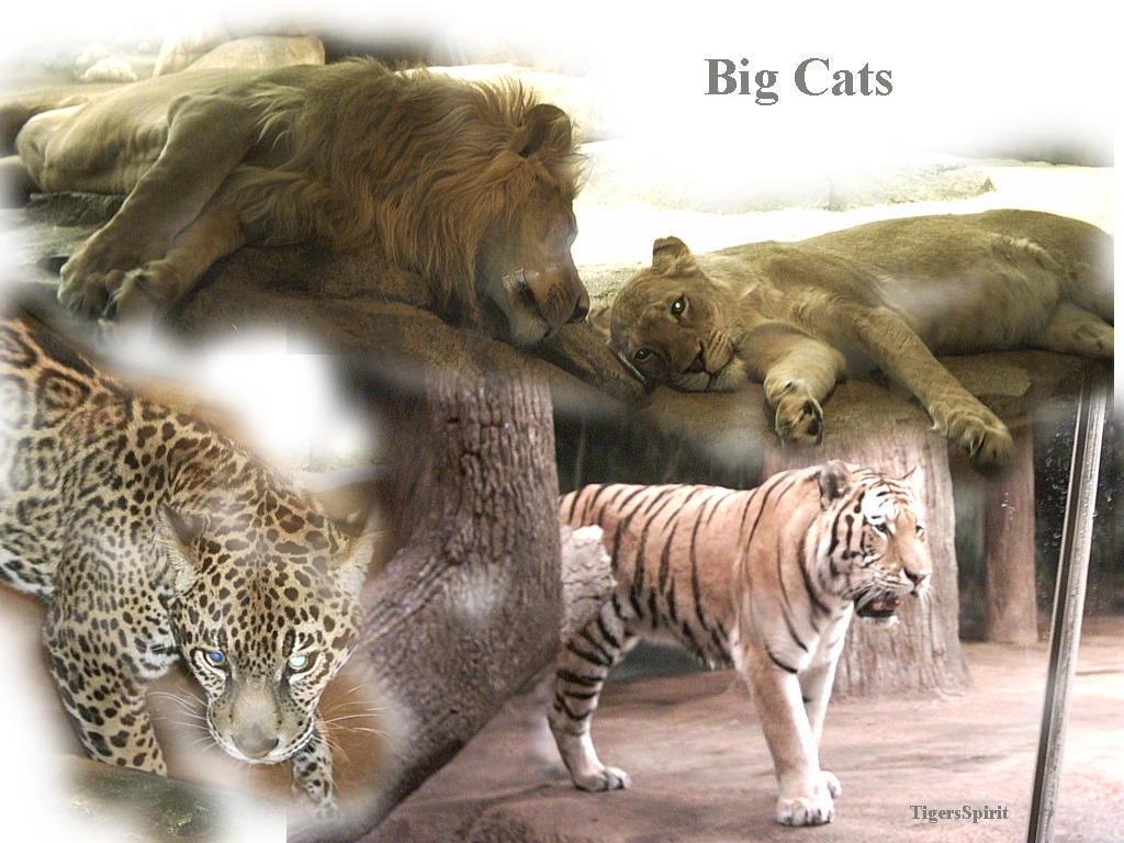 Big Cats by TigersSpirit on DeviantArt