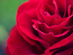 Love Tears. by 48photography
