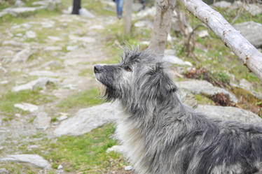 Mountain dog