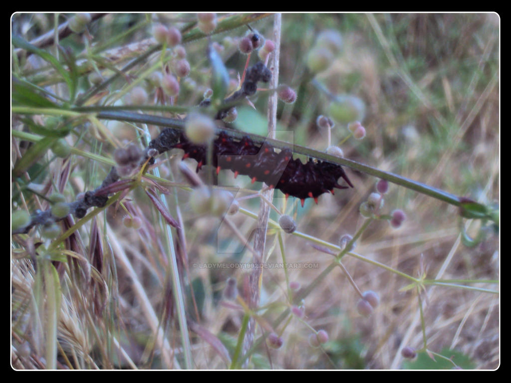 Caterpillar 2