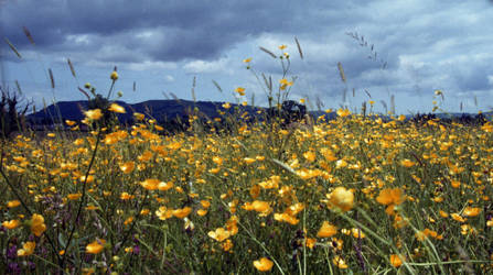 Buttercups And Blue remembered Hills