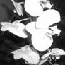 Another Black and white Orchid