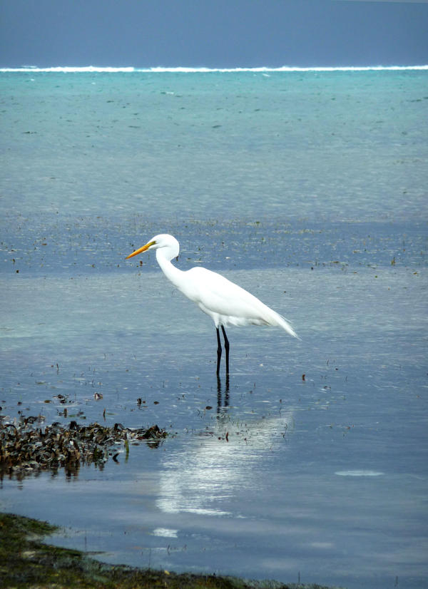 Carribean Heron