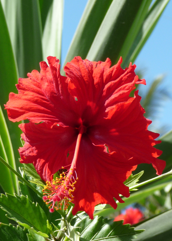 Hibiscus