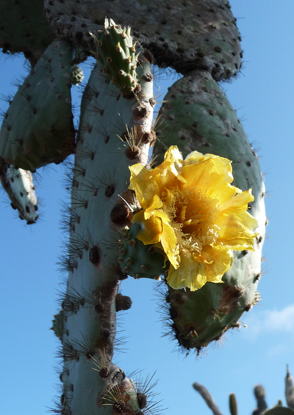 Cactus Flower