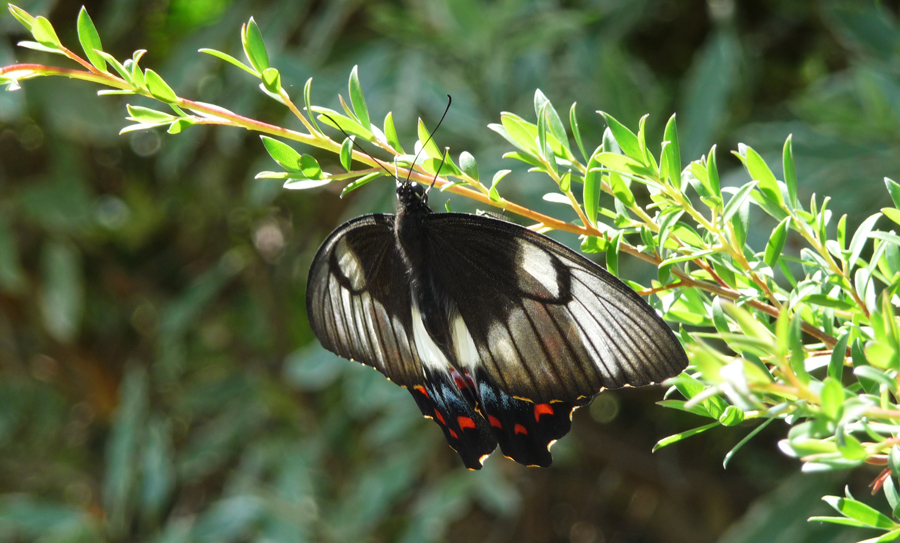 Citrus Butterfly