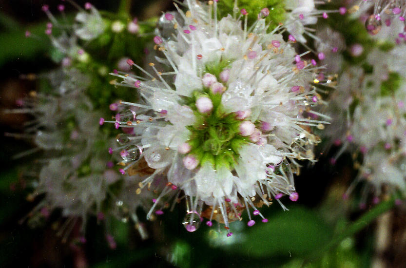 Java Mint Flower Mint Flower by skadieverwinter on DeviantArt