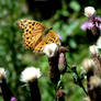 German Butterfly