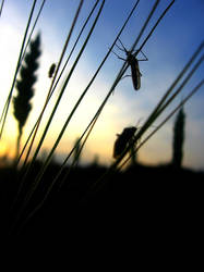 Nature at sunset.