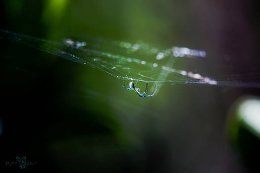 Venusta Orchard Spider