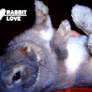 Love Rabbit