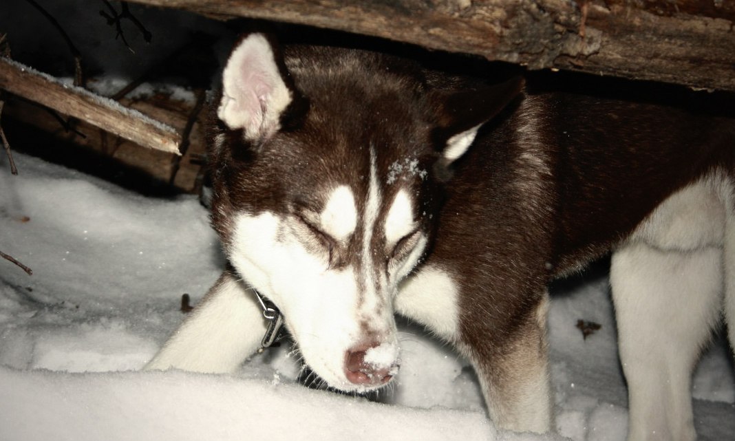 Snowy nose