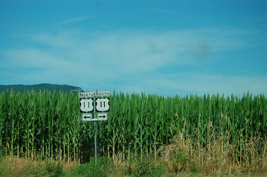 Corn Field