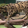 Clouded Leopard