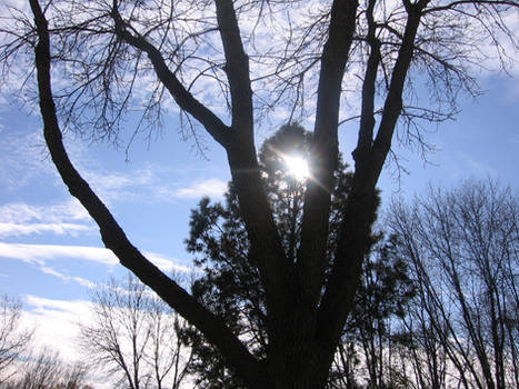 Sun through the Tree