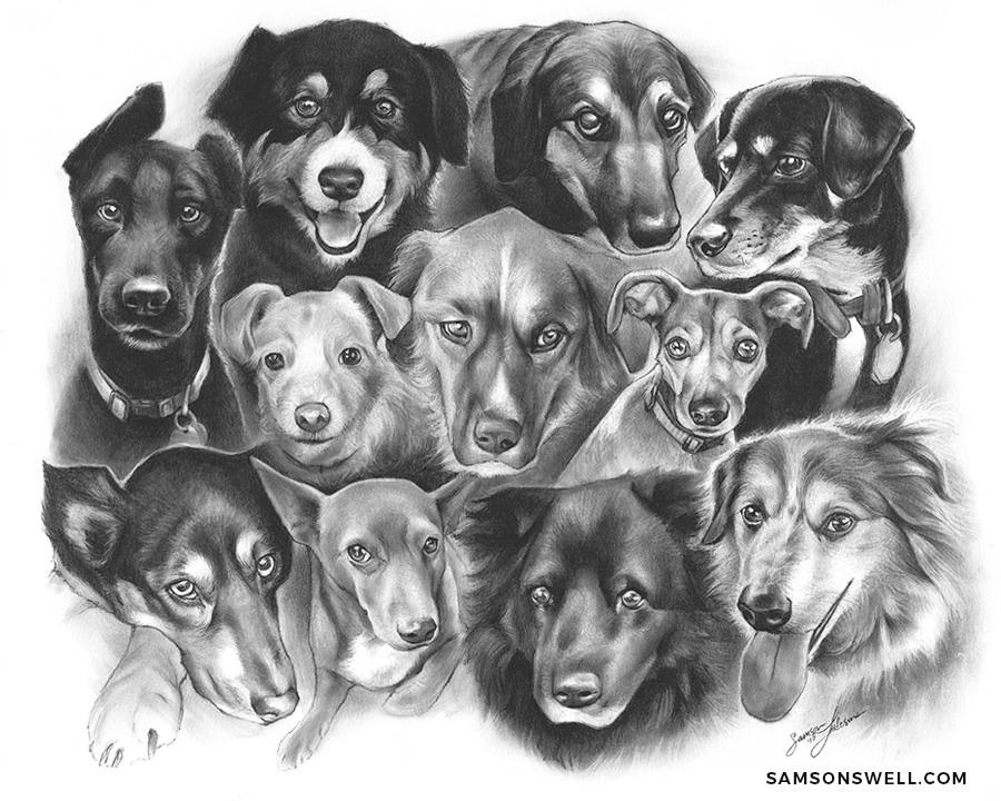 11 Rescue Dogs: 1 Drawing