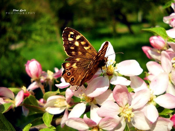 Little butterfly