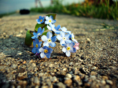 Forget -me-not