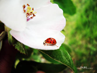 ladybug