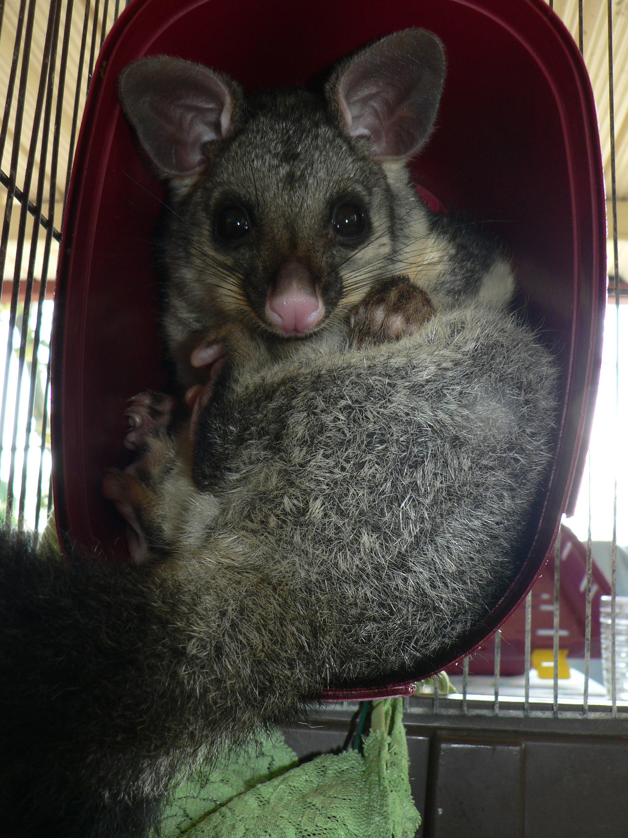 Stock-Possum