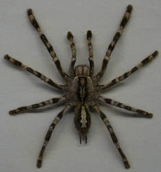 Stock : Spider 2