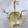 Stock : Turtle Skeleton