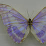 Stock : Purple Butterfly