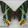 Stock : Multi Color Butterfly
