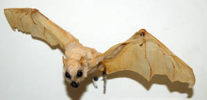 Stock : White Bat