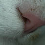 Cat's Nose 2