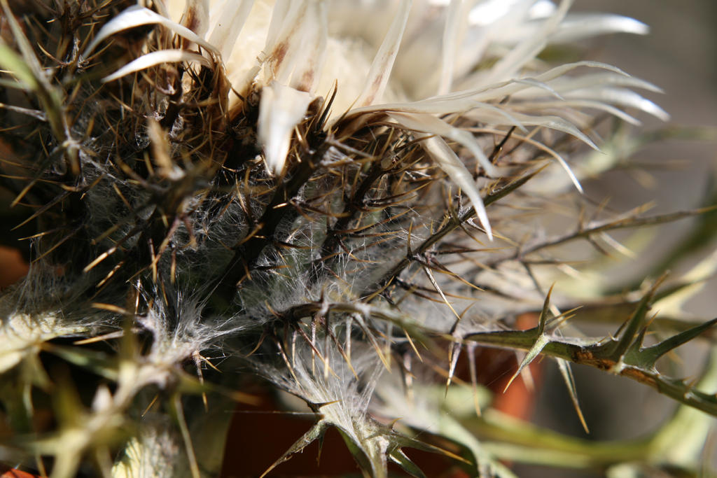 Carline thistle 2