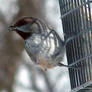 winterbird two