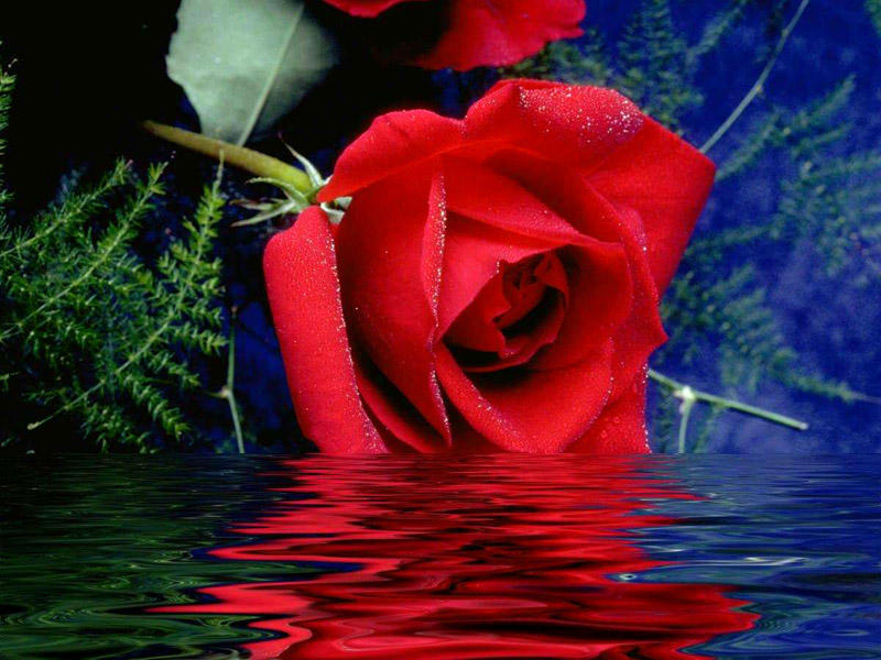Bleeding Blue Roses Bleeding Rose by duffm-ckagan on DeviantArt