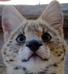 Cooper the serval