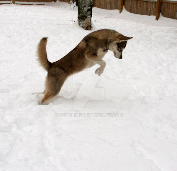 Leaping husky