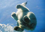 Polar bear on the move by sub18lime