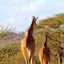 Reticulated Giraffe