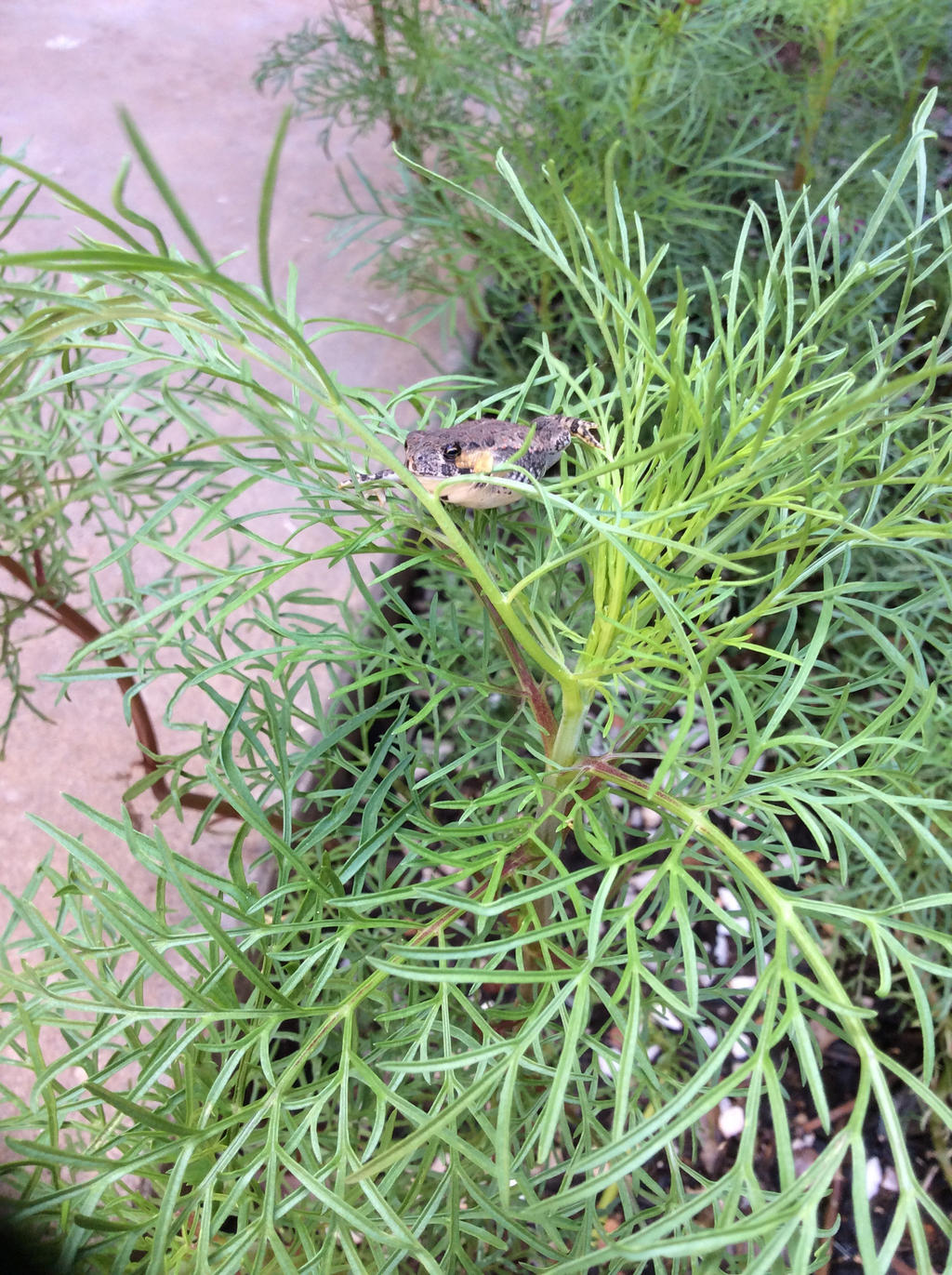 Funyon the Frog by StylishDonkey on DeviantArt