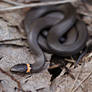 ring neck snake-2014-09-13-G-ngf 5392