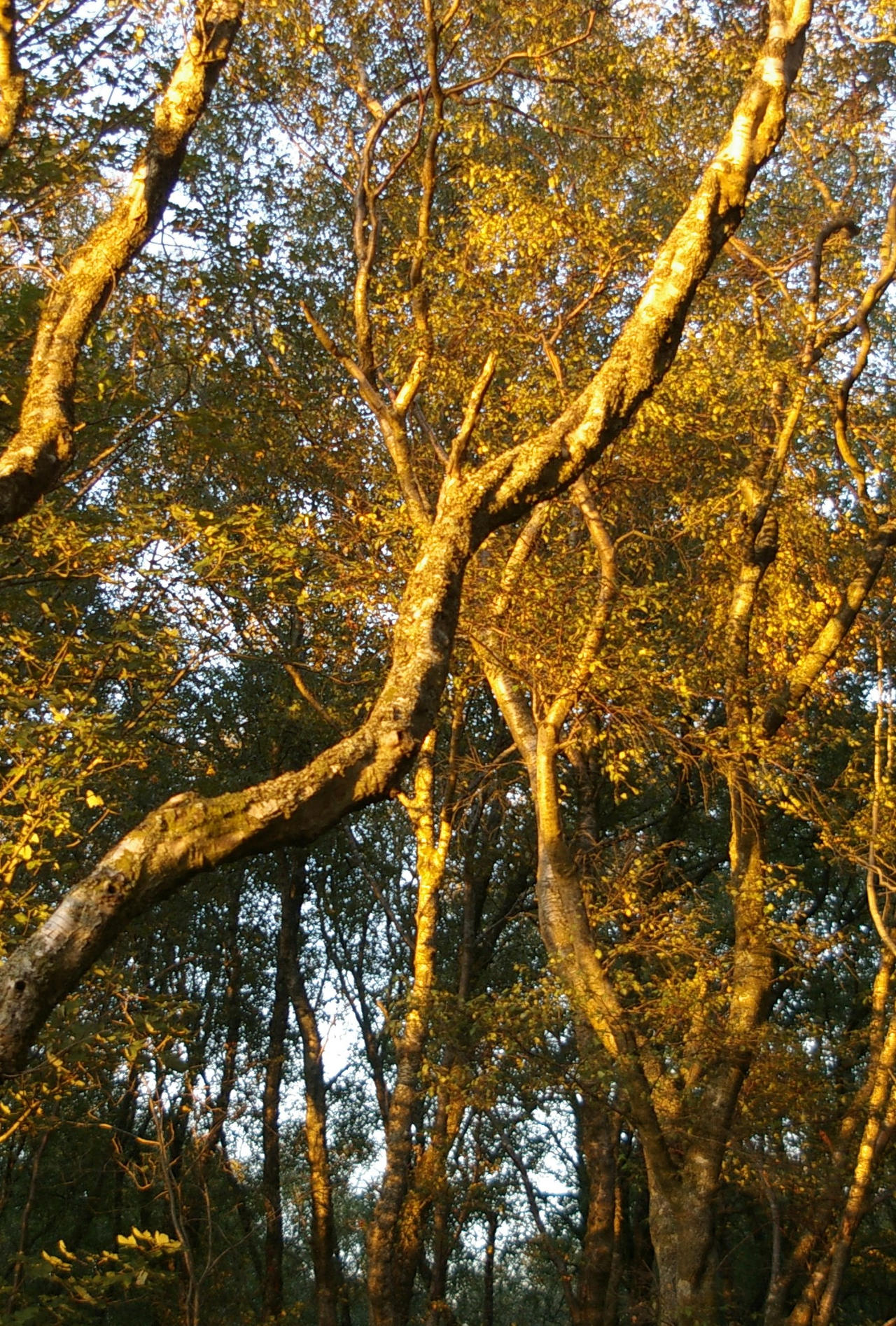 golden time 7 by sarahmorwenna on DeviantArt golden time 7 by sarahmorwenna on DeviantArt