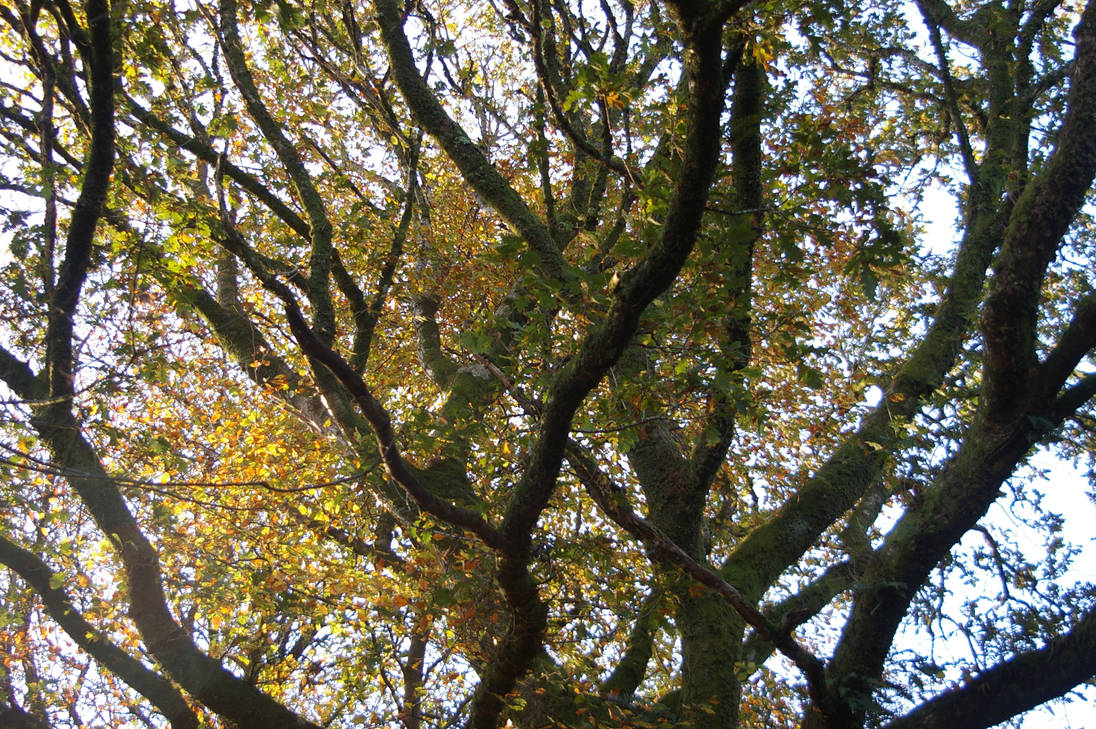 oak tree by sarahmorwenna on DeviantArt