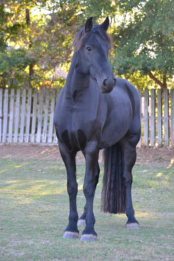 Tempest Friesian Horse Stock11