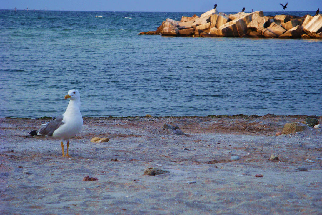 Seagull.