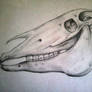 Horse Skull Sketch