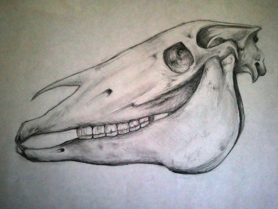 Horse Skull Sketch