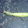 Praying Mantis on Granite 1