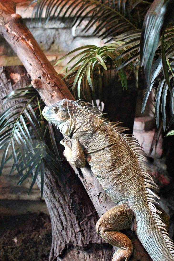 lizard 3 by babybrit94 on DeviantArt