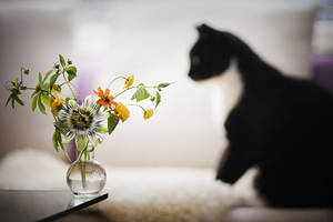 Owen With Summer Bouquet