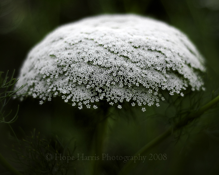 Nature's Lace